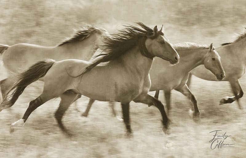 Equine photograph by Emily Coffeen 9