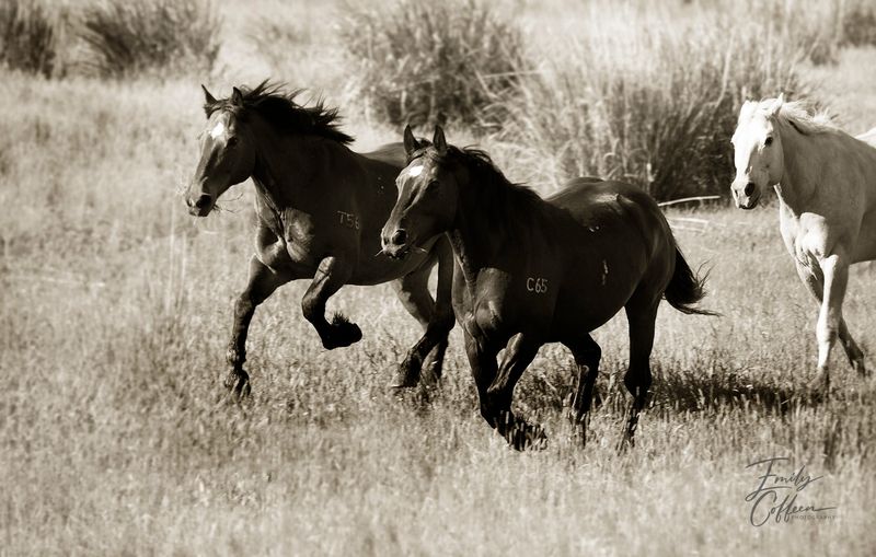 Equine photograph by Emily Coffeen 10