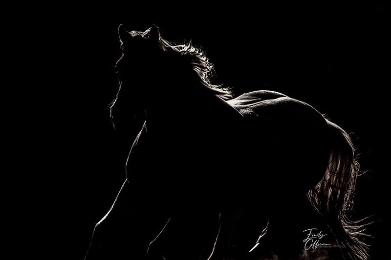 Equine photograph by Emily Coffeen 11
