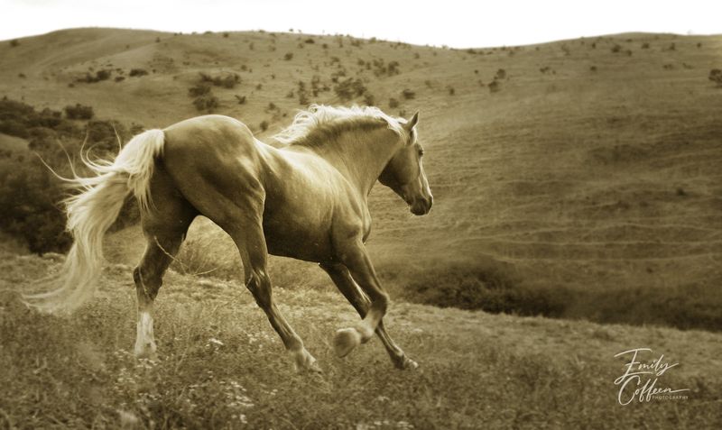 Equine photograph by Emily Coffeen 12