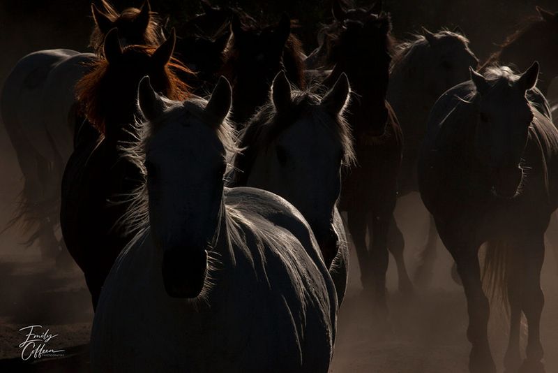 Equine photograph by Emily Coffeen 13