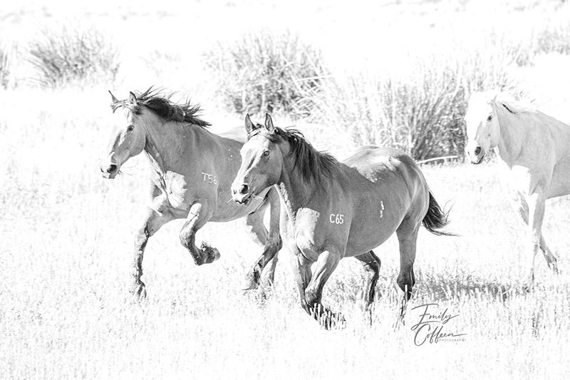 Equine photograph by Emily Coffeen 14