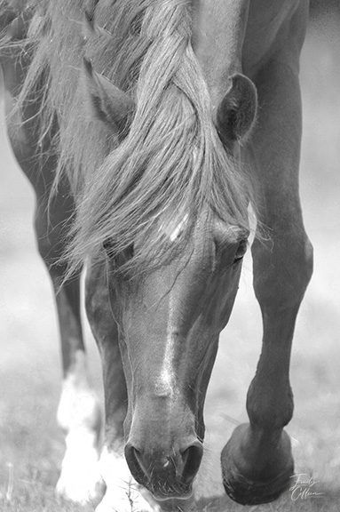 Equine photograph by Emily Coffeen 15
