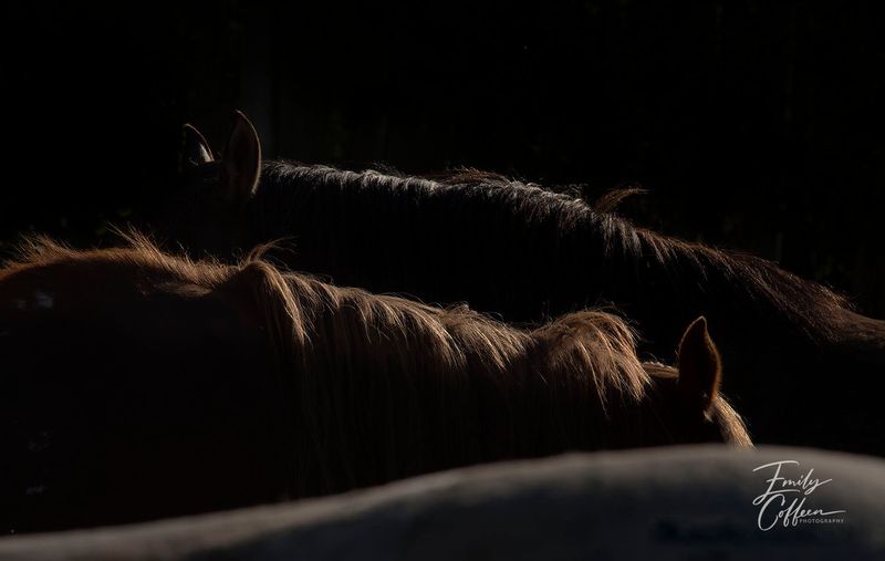 Equine photograph by Emily Coffeen 16