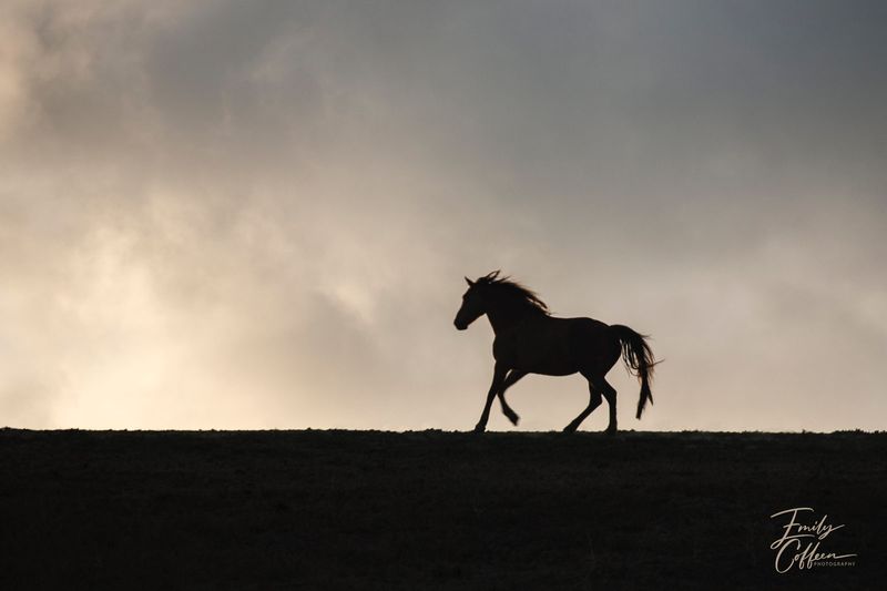 Equine photograph by Emily Coffeen 17