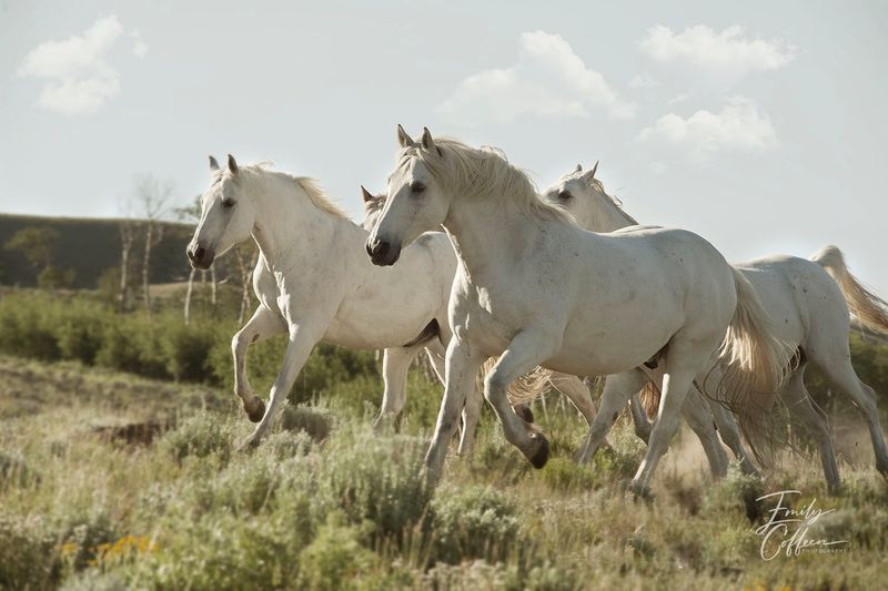 Equine photograph by Emily Coffeen 18