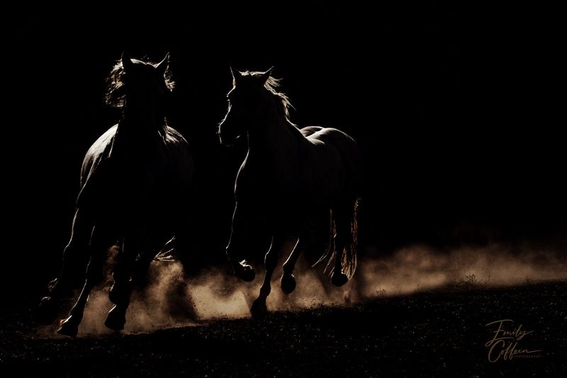 Equine photograph by Emily Coffeen 1