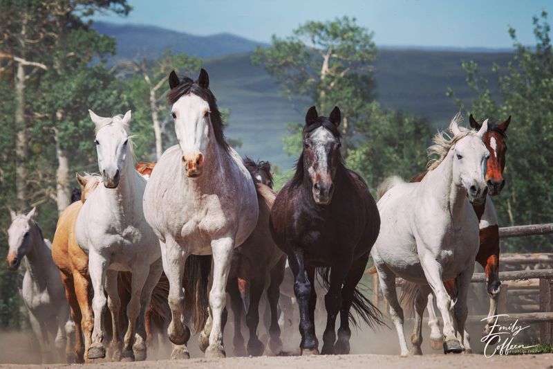 Equine photograph by Emily Coffeen 19
