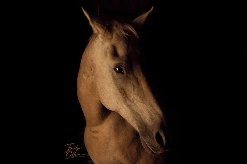 Equine photograph by Emily Coffeen 20