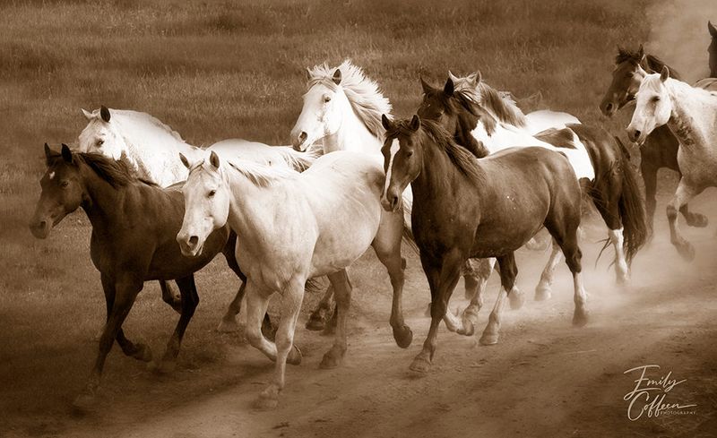 Equine photograph by Emily Coffeen 21