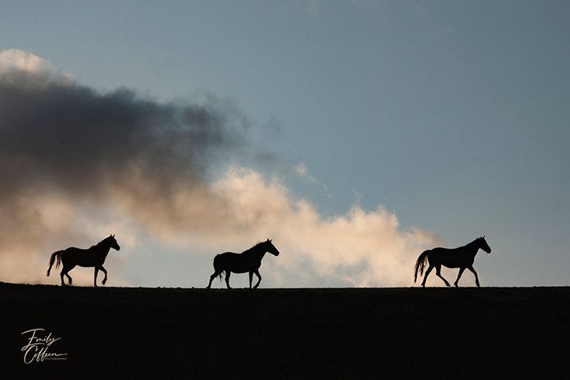 Equine photograph by Emily Coffeen 22