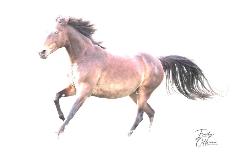 Equine photograph by Emily Coffeen 23