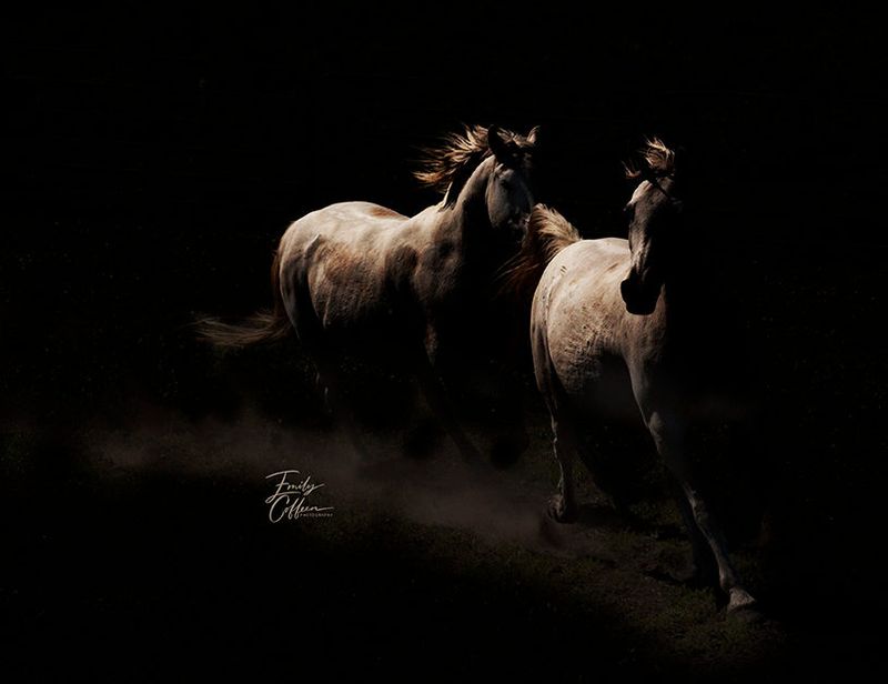 Equine photograph by Emily Coffeen 24