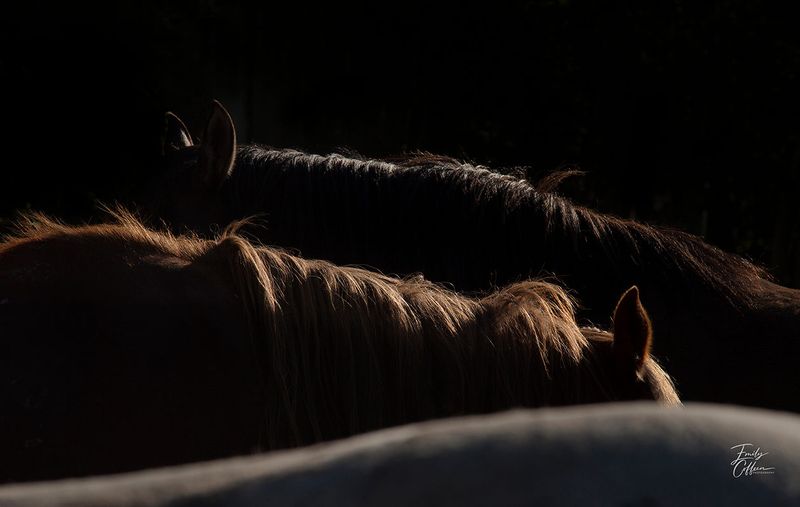 Equine photograph by Emily Coffeen 2
