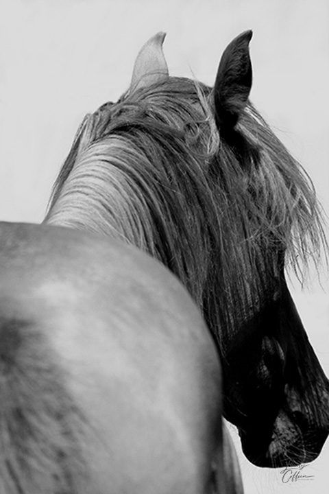 Equine photograph by Emily Coffeen 3