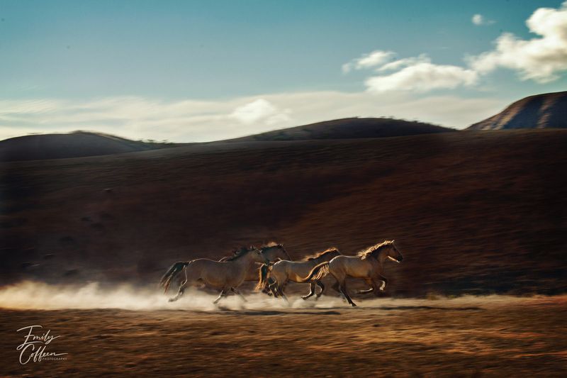 Equine photograph by Emily Coffeen 4