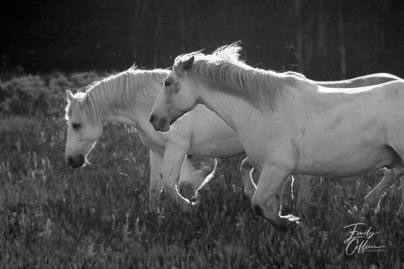 Equine photograph by Emily Coffeen 5