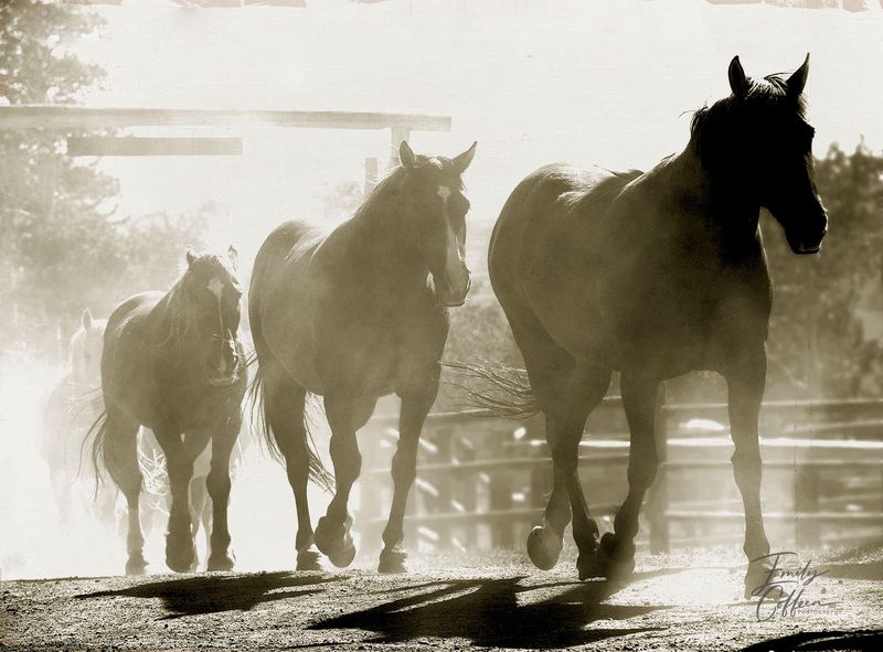 Equine photograph by Emily Coffeen 6