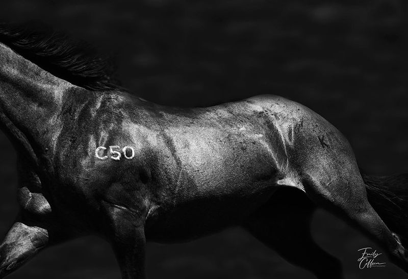 Equine photograph by Emily Coffeen 7