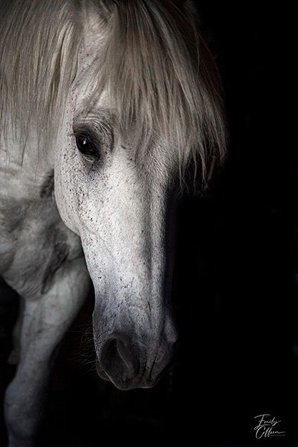 Equine photograph by Emily Coffeen 8