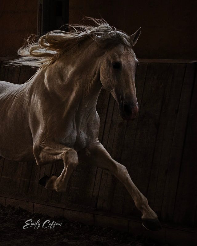Gray horse in motion, photographed by Emily Coffeen